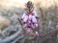 Erica carnea